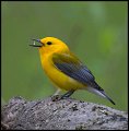 _5SB0844 prothonotary warbler
